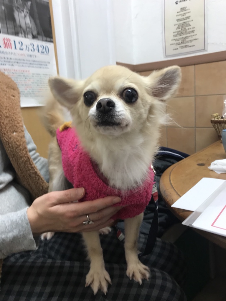 【今日の里帰りワンコ🐶パグの聆麿くん💕、Mダックスのセセちゃん💕、チワワのヘナちゃん💕】